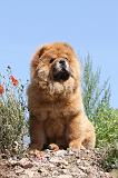 CHOW CHOW 126